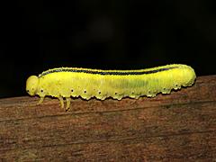 Elm Sawfly